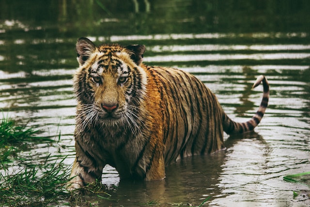 sundarban tour from canning